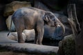 Asian elephant Elephas maximus in Prague ZOO Royalty Free Stock Photo