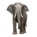 Asian elephant (*Elephas maximus*) standing on a plain white background. The Royalty Free Stock Photo