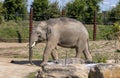 An Asian Elephant (Elephas maximus) in Sydney