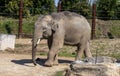 An Asian Elephant (Elephas maximus) in Sydney