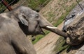 An Asian Elephant (Elephas maximus) in Sydney