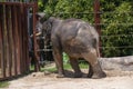 An Asian Elephant (Elephas maximus) in Sydney