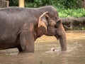 Asian elephant, Elephas maximus, taking a bath. Royalty Free Stock Photo