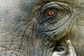 Asian elephant eye
