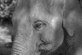 Asian elephant face close up in black and white Royalty Free Stock Photo