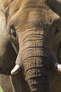 Asian Elephant Face Closeup - Pachyderm Royalty Free Stock Photo