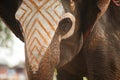 Asian Elephant face have been writing colors.