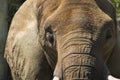 Asian Elephant Face - Pachyderm Royalty Free Stock Photo