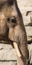 Asian Elephant Face Profile Verticle Composition Royalty Free Stock Photo