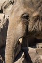 Asian Elephant Face Profile Verticle Composition Royalty Free Stock Photo