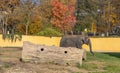 Asian Elephant in the Fall