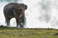 Asian elephant family walking together with love and take care in the forest Royalty Free Stock Photo