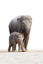 Asian elephant familys walking 2