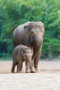 Asian elephant familys walking 3 Royalty Free Stock Photo