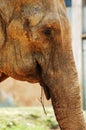 Asian elephant feeding Royalty Free Stock Photo