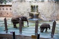 Asian elephant female and baby elephant 7.07.2018 Royalty Free Stock Photo