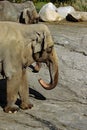 Asian Elephant Female Pair