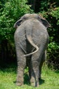 Asian elephant in full growth against the background of trees. Rear view