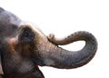 Asian elephant head close-up, isolated on white background Royalty Free Stock Photo