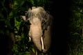 An Asian elephant hiding in the woods