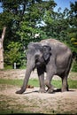 Asian elephant, or Indian elephant in the zoo Royalty Free Stock Photo