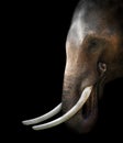 Asian elephant isolated Royalty Free Stock Photo