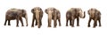 Asian elephant isolated on white background Royalty Free Stock Photo