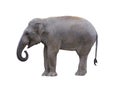 asian elephant isolated on white background Royalty Free Stock Photo