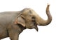 Asian Elephant isolated on white background Royalty Free Stock Photo