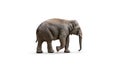 Asian Elephant isolated on white background. Royalty Free Stock Photo