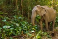 Asian Elephant in its natural surroundings in the Thai jungle