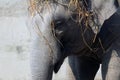 Asian elephant Royalty Free Stock Photo