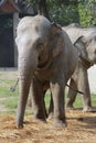 Asian elephant Royalty Free Stock Photo