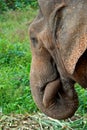 Asian Elephant in Laos Royalty Free Stock Photo