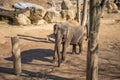 The Asian elephant is the largest living land animal in Asia Royalty Free Stock Photo