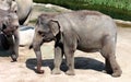 Asian elephant