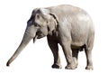 Asian elephant male Royalty Free Stock Photo