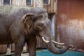 Asian elephant in a male head with trunk close up view Royalty Free Stock Photo