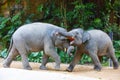 Two baby Asian elephants are playing in the zoo