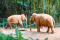 Two Asian elephants are walking in the zoo