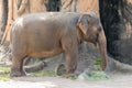 Asian elephant at the Miami Zoo