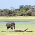 Asian elephant in Minneriya national park, Sri Lanka Royalty Free Stock Photo