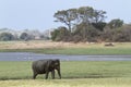 Asian elephant in Minneriya national park, Sri Lanka Royalty Free Stock Photo