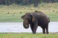 Asian elephant in Minneriya reservoir, Sri Lanka Royalty Free Stock Photo