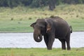 Asian elephant in Minneriya reservoir, Sri Lanka