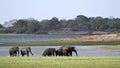 Asian elephant in Minneriya, Sri Lanka Royalty Free Stock Photo