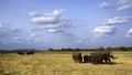 Asian elephant in Minneriya, Sri Lanka Royalty Free Stock Photo