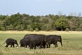 Asian elephant in Minneriya, Sri Lanka Royalty Free Stock Photo