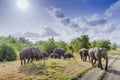 Asian elephant in Minneriya, Sri Lanka