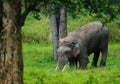Asian Elephant Musth Tuker